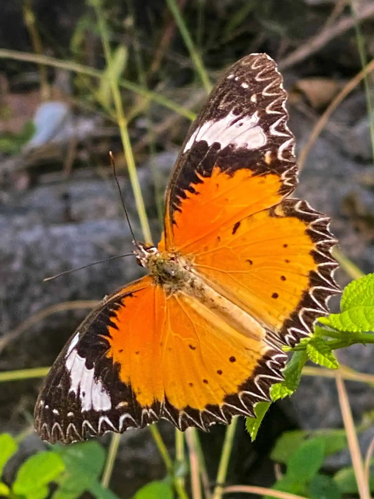 Orange butterfly photographed on Koh Tao