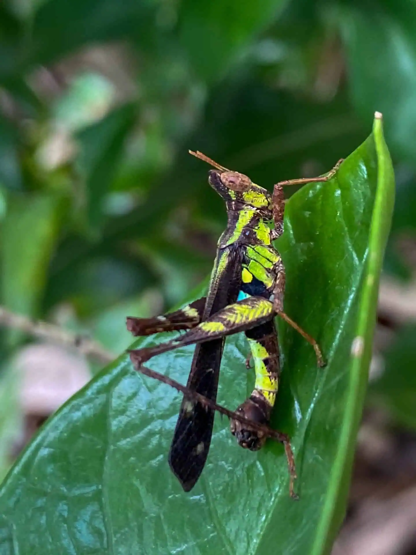 Tropical grasshopper photographed on Koh Tao
